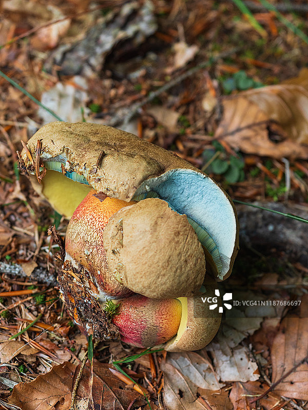 彩色毒蘑菇-苦山毛榉图片素材