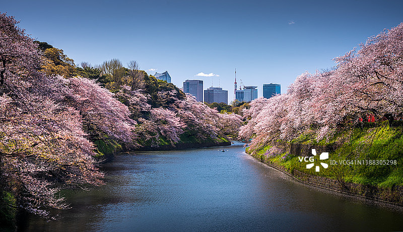 樱花盛开在东京千鸟渊公园，日本图片素材