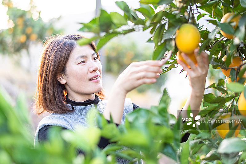 亚洲年轻女子在果园里摘橘子图片素材