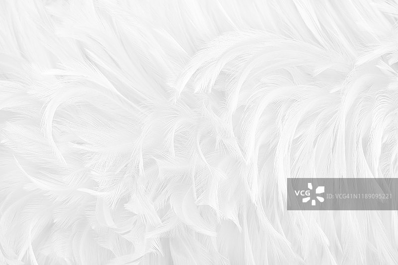 美丽的白灰色鸟羽毛图案纹理背景。图片素材