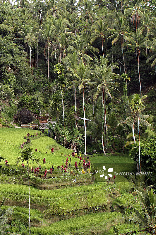 印度尼西亚巴厘岛，梯田里的棕榈树图片素材