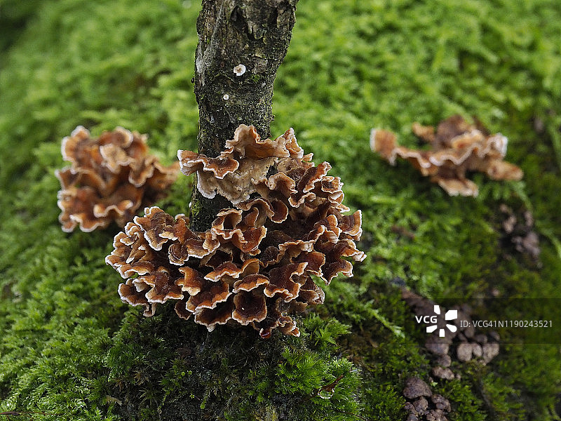 瑞士马焦雷湖，Bolle di Magadino树干上的真菌图片素材
