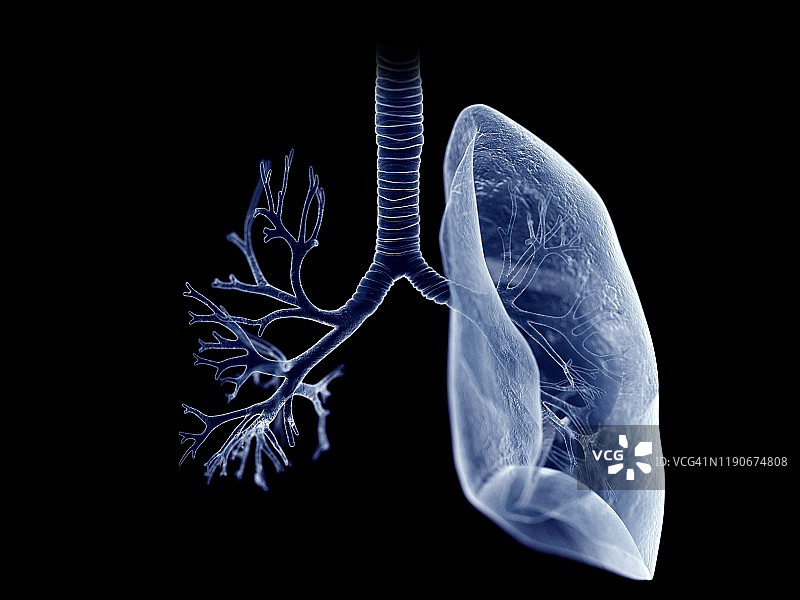 肺和支气管，插图图片素材