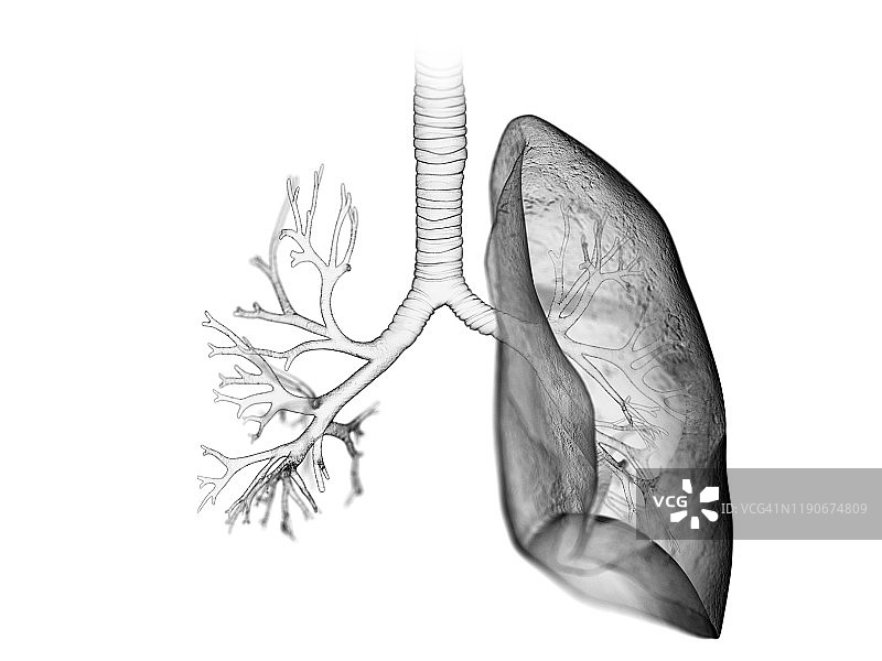 肺和支气管，插图图片素材