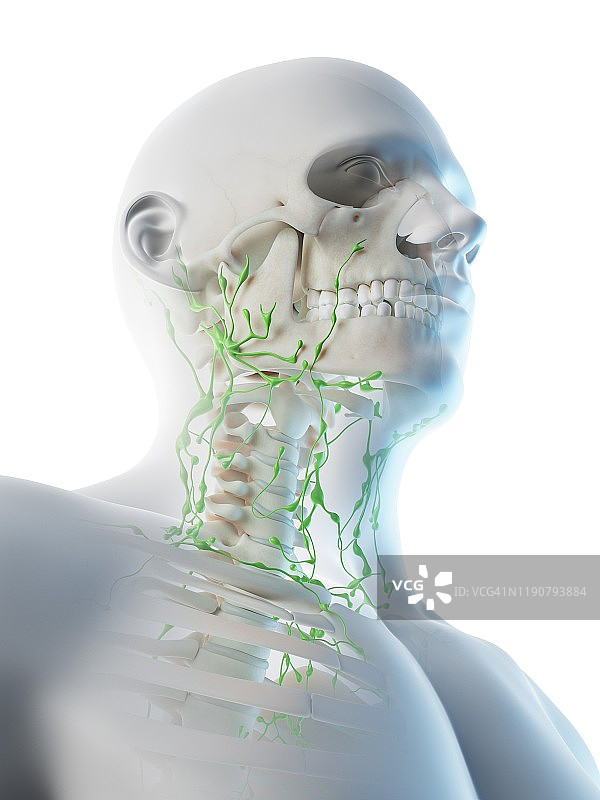 颈部淋巴系统，图示图片素材