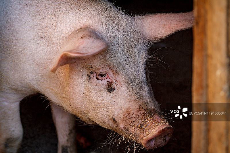 在一个养猪场的大猪头特写图片素材