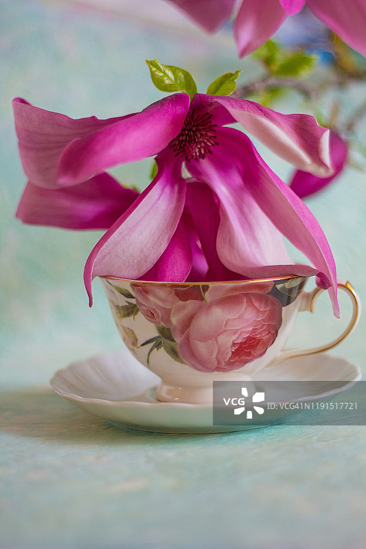 木兰花放在花茶杯里图片素材