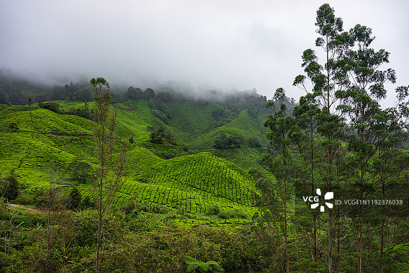马来西亚卡梅隆高地的茶园晨曦朦胧。图片素材