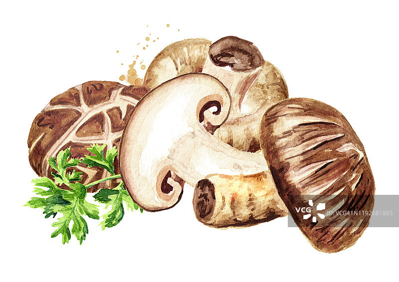 新鲜的日本香菇配香草。水彩手绘插图，孤立的白色背景图片素材