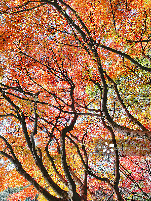中国杭州西湖边的红叶枫树。图片素材