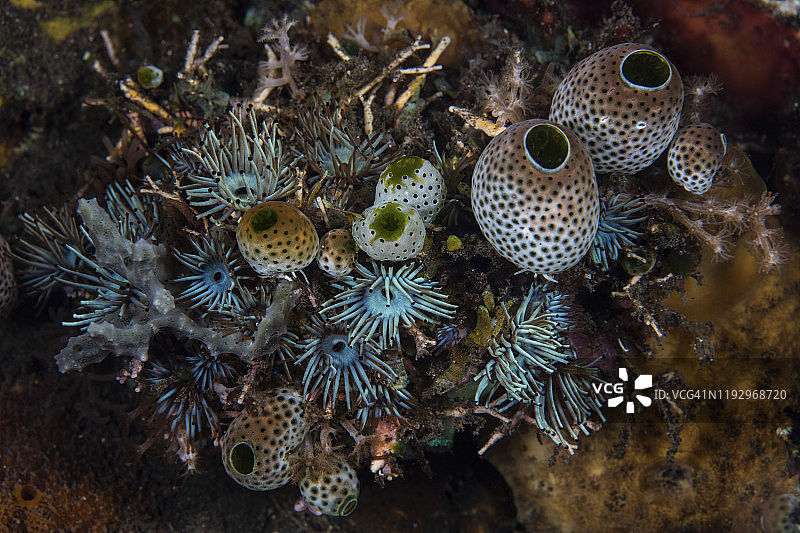 珊瑚礁上生长着一束美丽的被囊动物和刺胞动物。图片素材