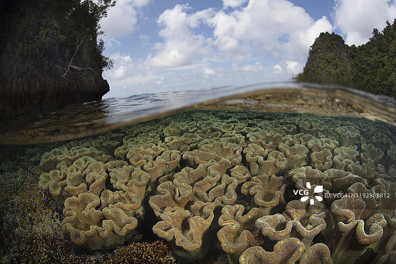 在印度尼西亚拉贾安帕风景优美的岛屿之间的一片软珊瑚。图片素材