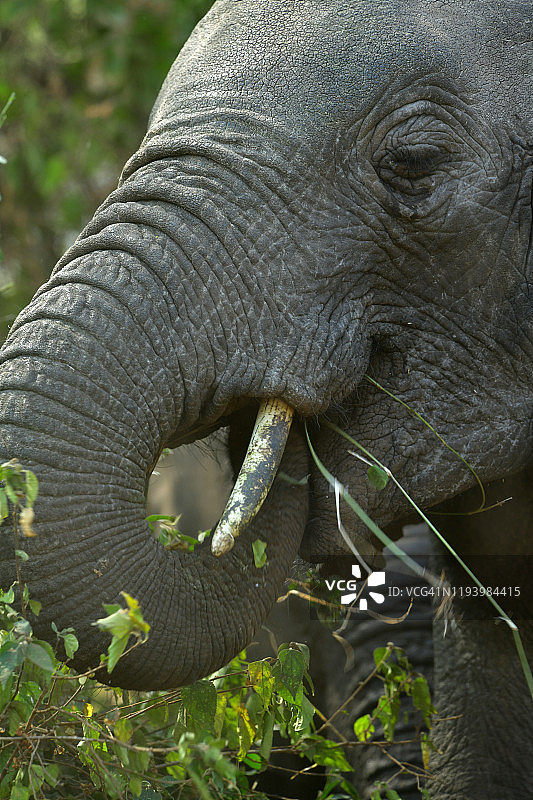 非洲丛林象吃图片素材