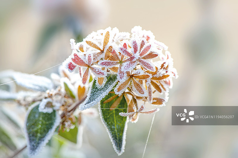 近距离图像的微妙的粉红色花的桔树灌木覆盖在冬天的霜冻图片素材