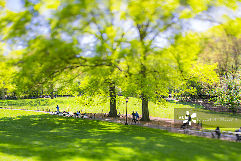 5月11日，人们在美国纽约中央公园草坪上的两棵大树下散步。图片素材