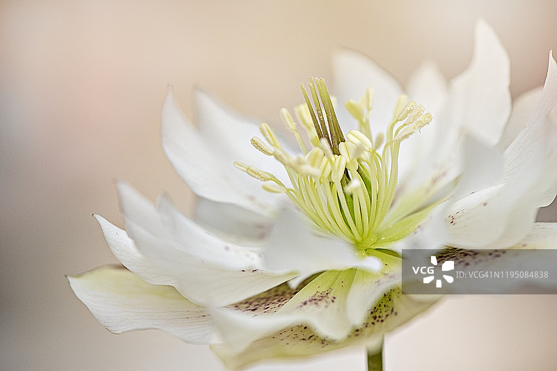 这是一株白色嚏根草春季花的特写，也被称为圣诞玫瑰或四旬斋玫瑰图片素材