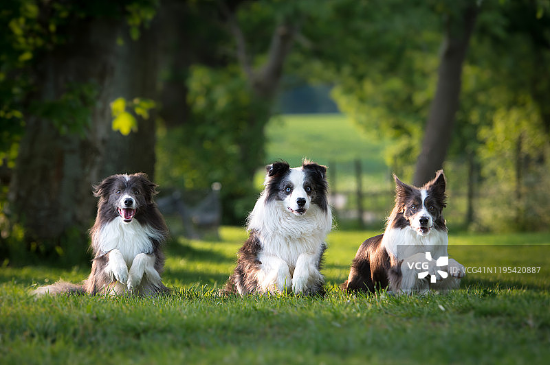 3只狗坐在农村的肖像图片素材