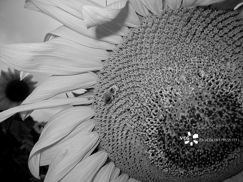 蜜蜂在向日葵上采集花粉。黑白摄影图片素材