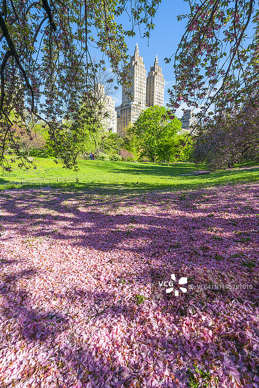 2019年5月6日，美国纽约，春天的日出照亮了埃尔多拉多双子塔，在美国纽约中央公园草坪上生长着新鲜的绿树和掉落的樱花花瓣。图片素材