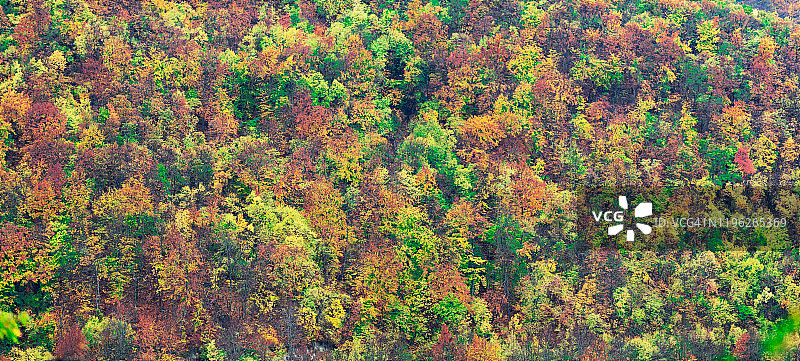 森林里秋色斑斓图片素材