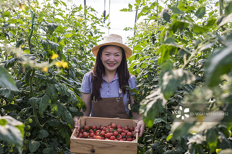 在菜园里摘番茄的女人图片素材