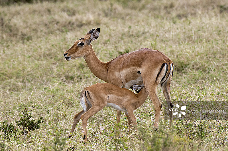黑斑羚和幼崽，马赛马拉国家公园，肯尼亚图片素材