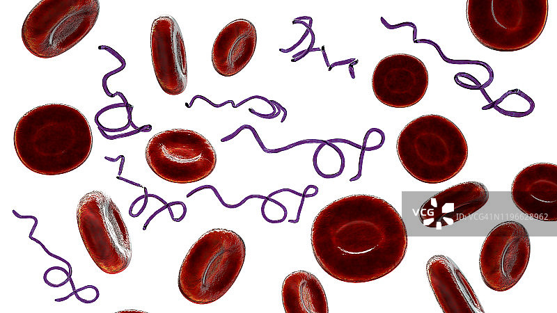 血液中的伯氏杆菌图片素材