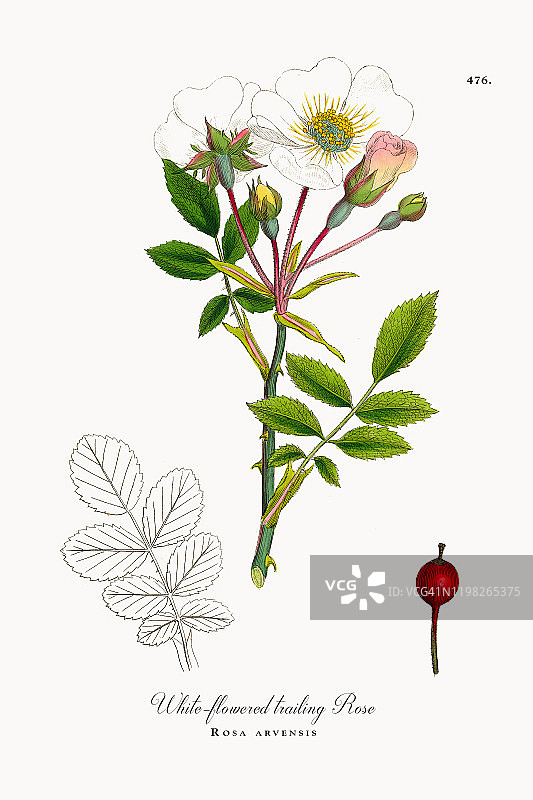 蔷薇，白花蔓生玫瑰，蔷薇，维多利亚植物学插图，1863年图片素材