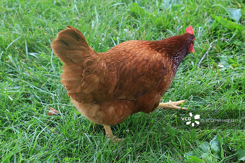 小农场产蛋用家禽鸡(家养鸡)图片素材