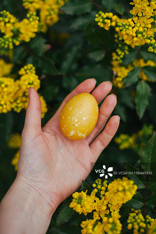年轻女子的手拿着金色的复活节彩蛋在多彩的黄色背景与盛开的黄花图片素材