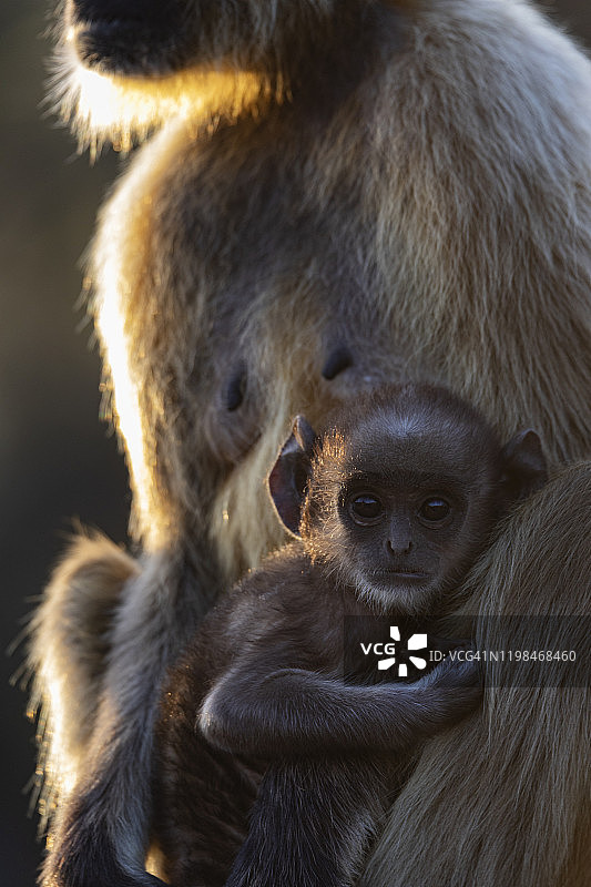 普通的叶猴宝宝在母亲的怀抱中图片素材