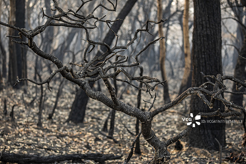 烧焦的树干和树枝的烧焦森林，在澳大利亚的野火图片素材