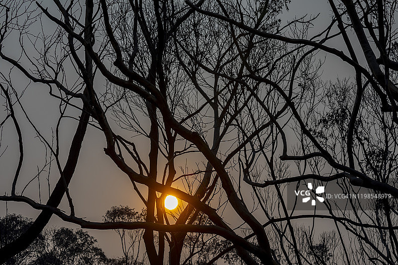 太阳穿过桉树后，森林火灾，在澳大利亚的丛林火灾图片素材