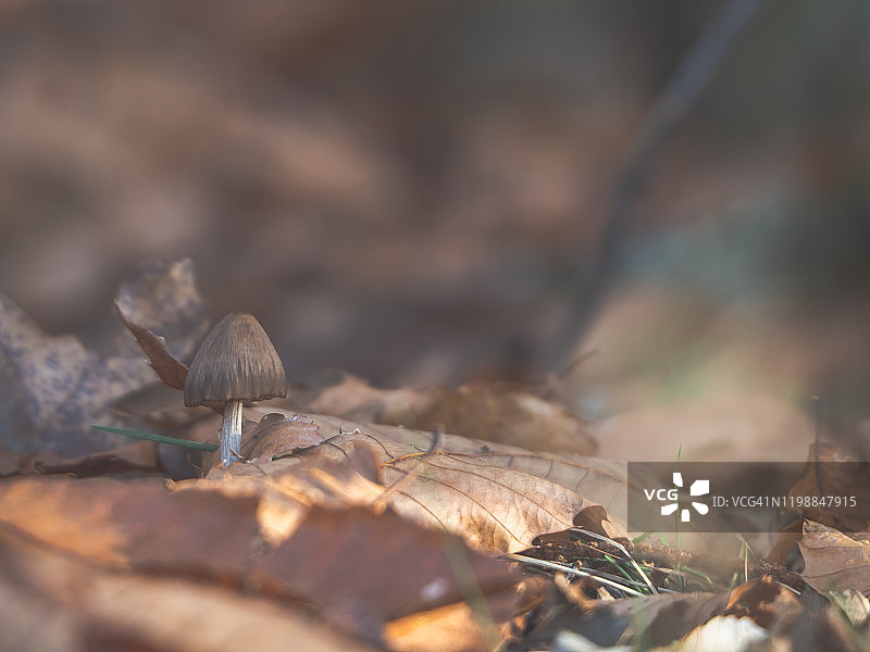 落叶间的蘑菇散落在栗树和橡树林中，地上满是落叶图片素材