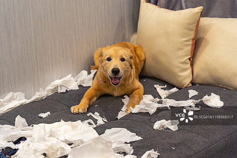 漂亮的金毛猎犬在客厅玩厕纸图片素材