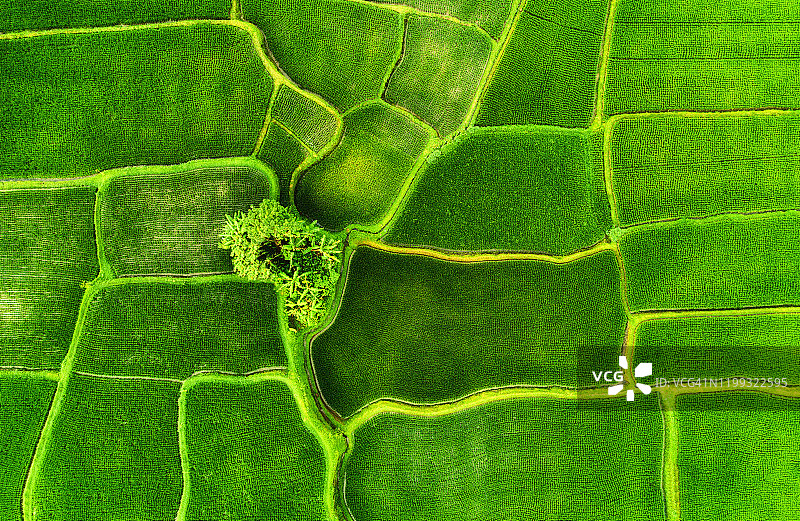 梯田鸟瞰图。从无人机景观。空中农业景观。Jatiluwih梯田，印度尼西亚巴厘岛。旅行——形象图片素材
