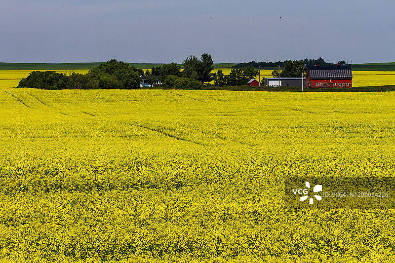 加拿大阿尔伯塔省油菜田农业图片素材