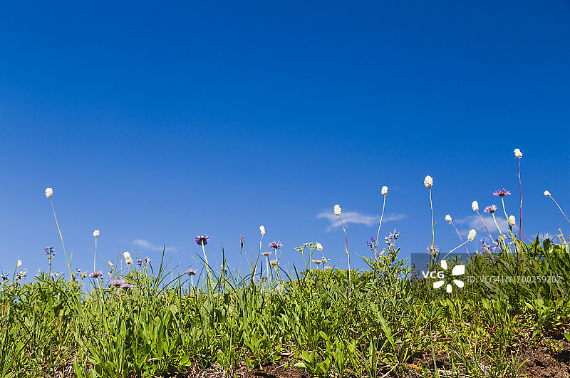 雷尼尔山国家公园的野花在蓝天的映衬下绽放。图片素材