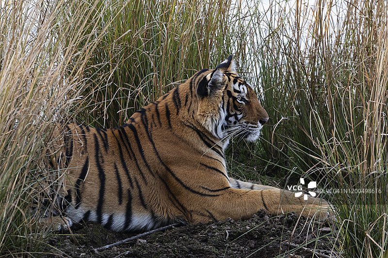 虎妞坐在草地上图片素材