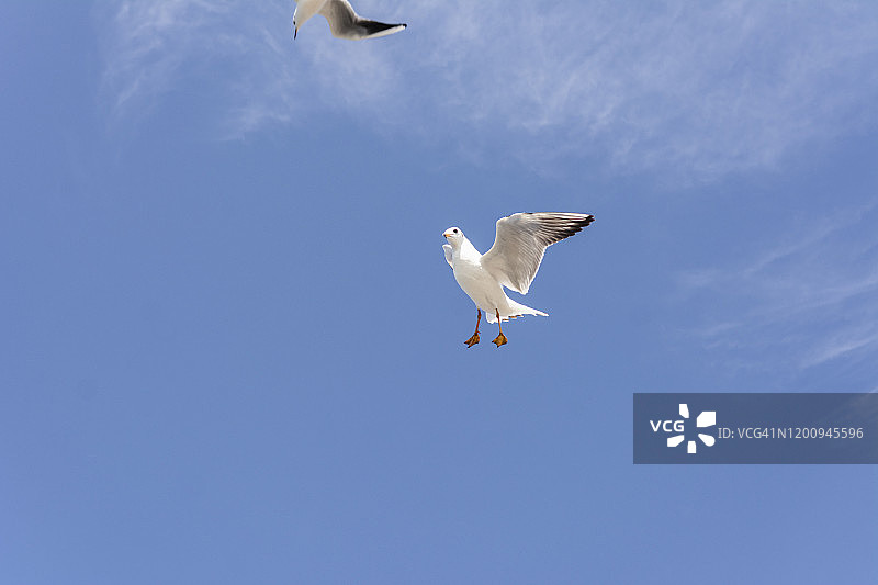 海鸥在蓝天白云下飞翔图片素材
