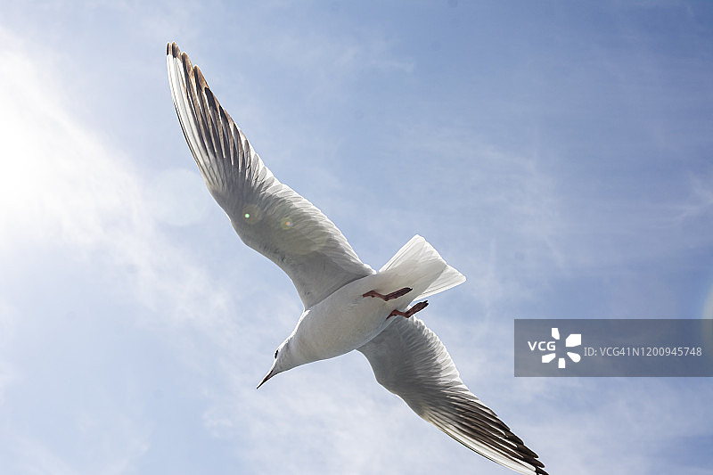 海鸥在蓝天白云下飞翔图片素材