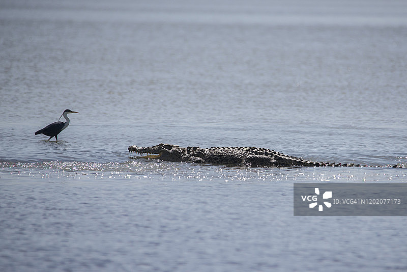 一条咸水鳄鱼在沙迪营地的拦河坝上。图片素材