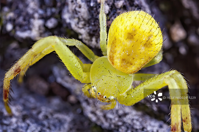 秋麒麟草属植物蟹蛛图片素材