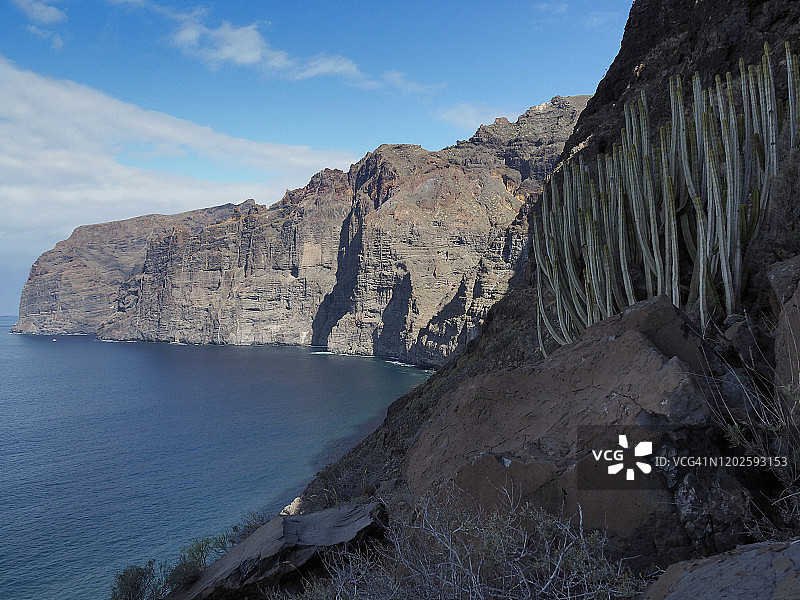特内里费岛Los Gigantes火山海岸线上的加那利大戟或大戟沙漠植物图片素材