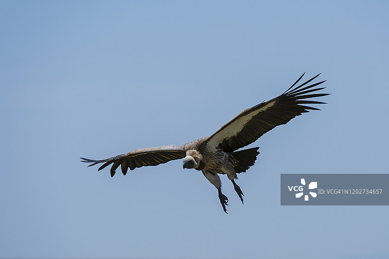 飞行中的白背秃鹰，塞伦内拉，塞伦盖蒂国家公园，坦桑尼亚图片素材