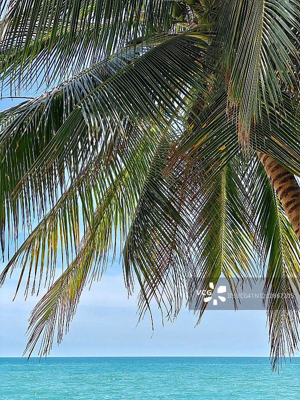 在热带海滩和蓝色大海的背景上，棕榈树枝的剪影图片素材