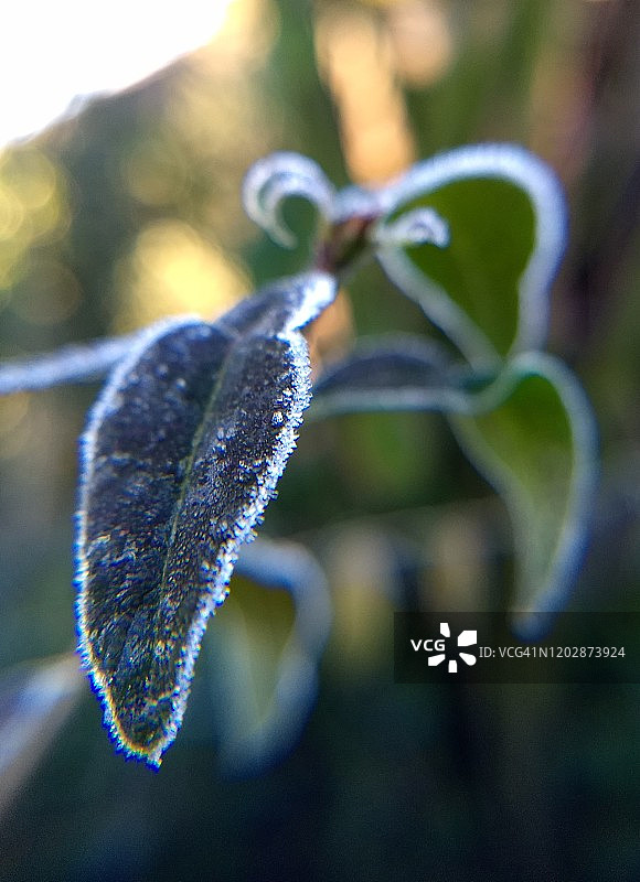 冬天早晨花园鼠尾草叶子上的霜(特写)图片素材