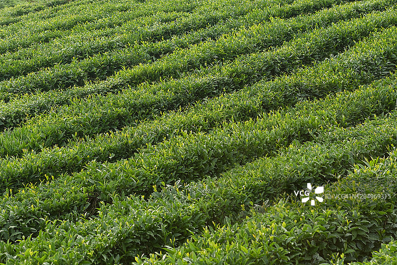 茶作物种植园。梯田。图片素材