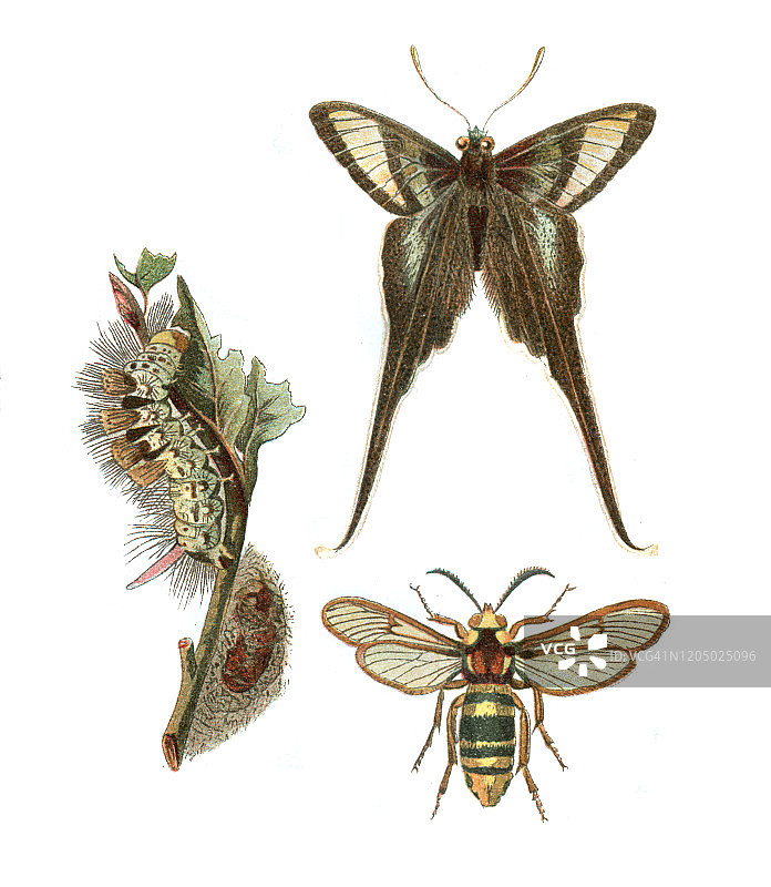 燕尾蝶，大黄蜂，蛾插图图片素材