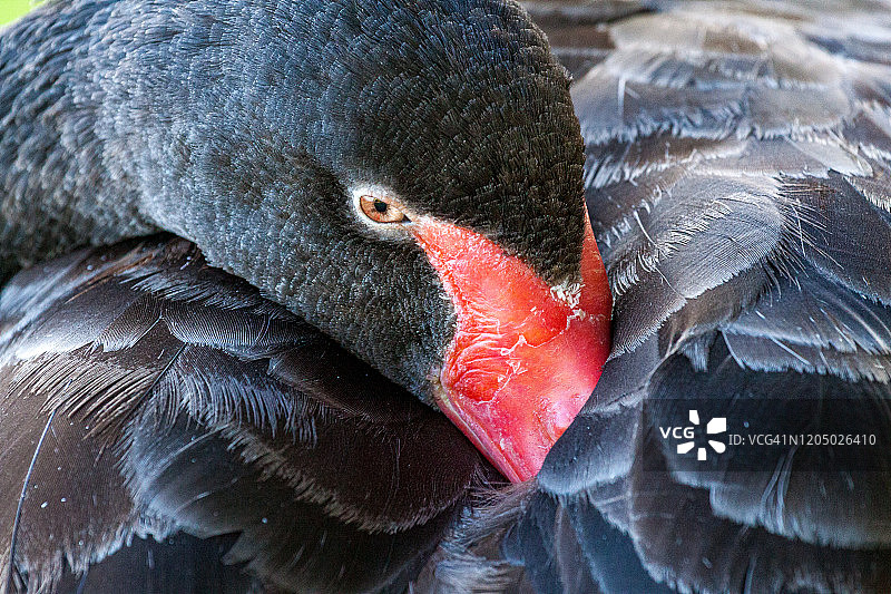 特写黑天鹅(天鹅座Atratus) -珀斯，澳大利亚西部图片素材